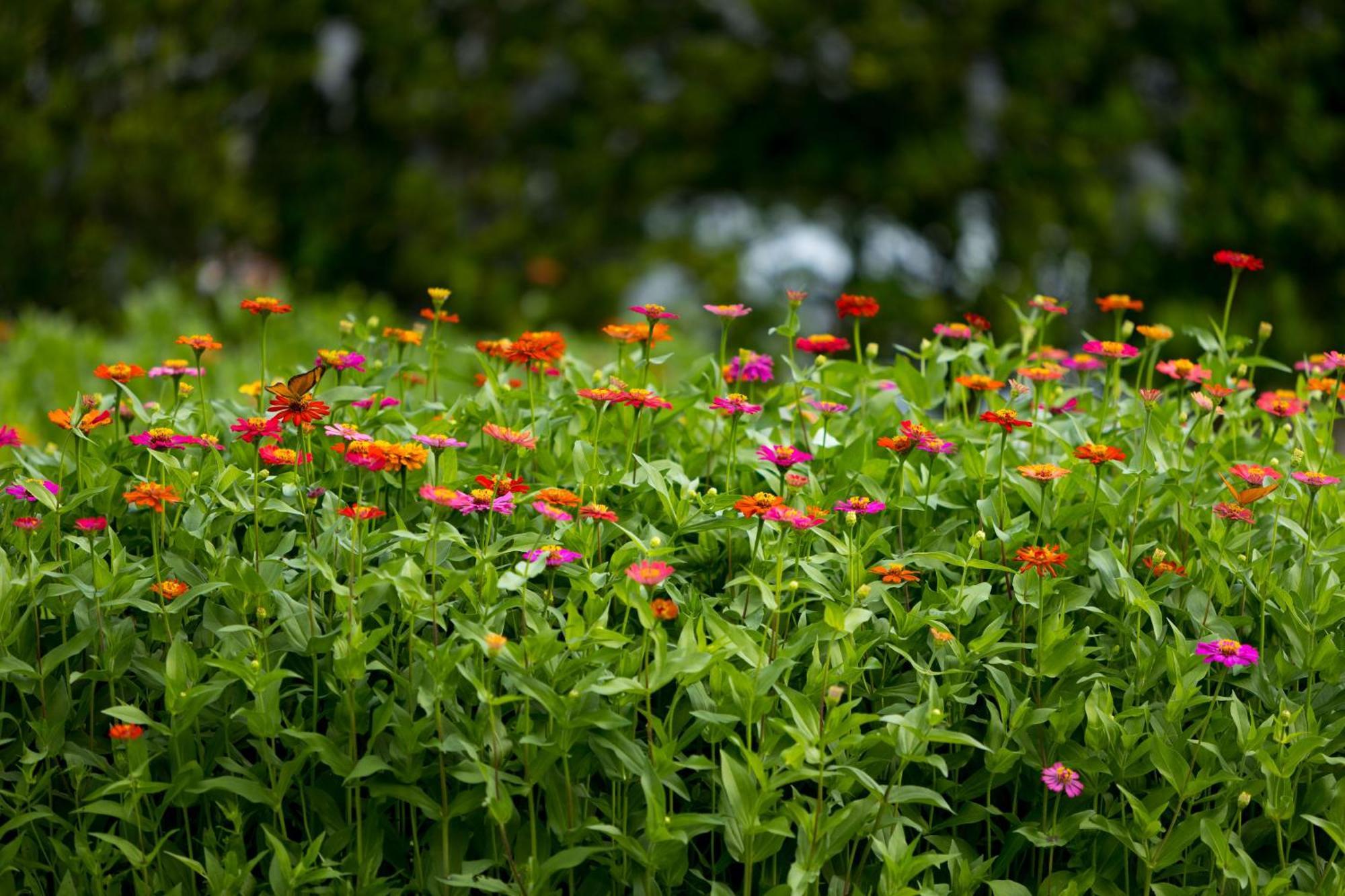 Anana Ecological Resort Krabi - Sha Extra Plus Ao Nang Dış mekan fotoğraf Zinnia flowers